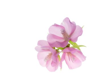 Dombeya çiçek beyaz arka plan üzerinde.