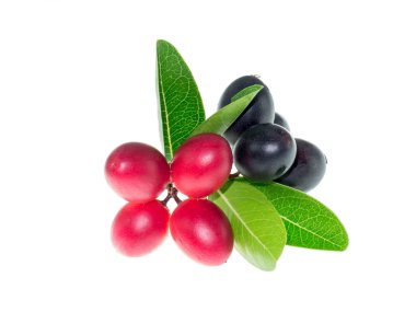 Carissa carandas meyve 