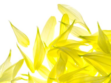 Kasımpatı çiçeği yaprağı kadar kapatın.