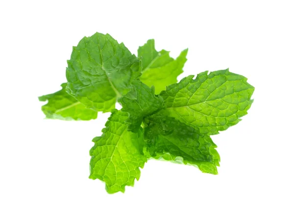 Hoja de menta sobre fondo blanco . — Foto de Stock