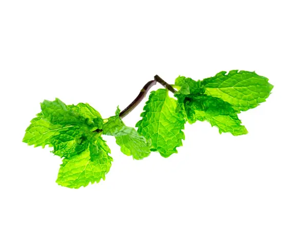 Hoja de menta sobre fondo blanco . — Foto de Stock