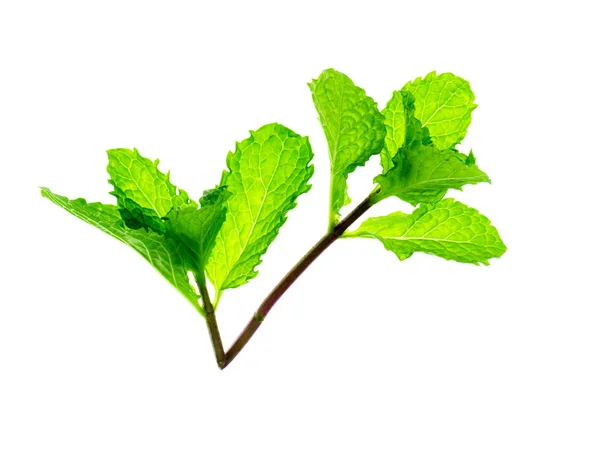 Hoja de menta sobre fondo blanco . — Foto de Stock