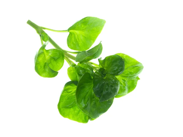 Watercress leaf on white background. — Stock Photo, Image