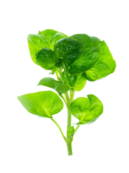 Waterkers leaf op witte achtergrond. — Stockfoto