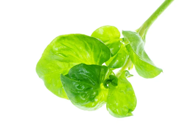 Watercress leaf on white background. — Stock Photo, Image