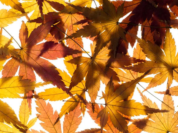 말린된 단풍 잎 — 스톡 사진