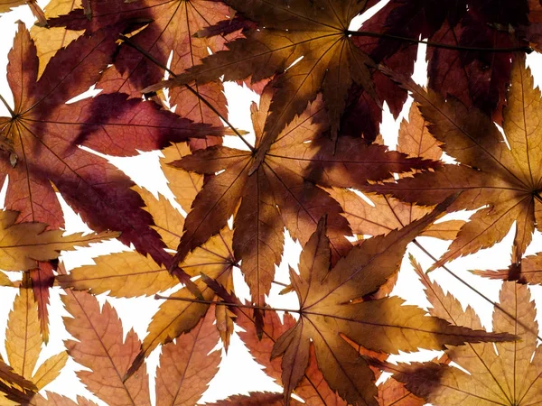 Сушеные кленовые листья — стоковое фото