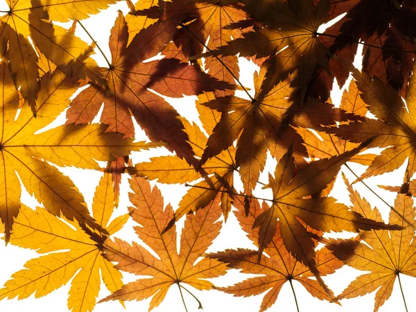 Feuilles d'érable séchées — Photo