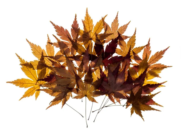 Сушеные кленовые листья — стоковое фото