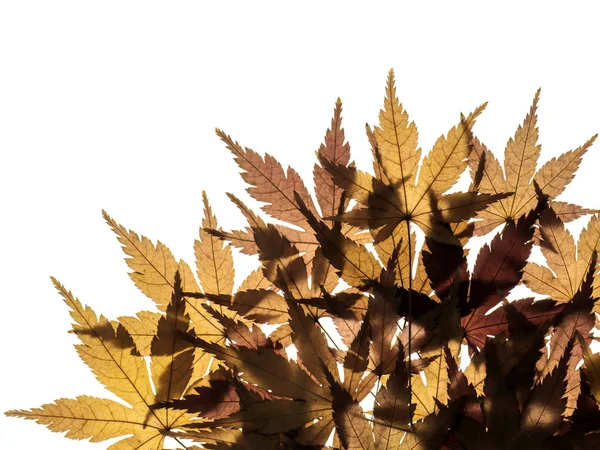 Kurutulmuş akçaağaç yaprakları — Stok fotoğraf