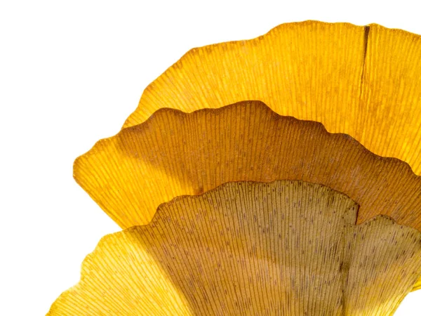 Сушеные листья гинкго — стоковое фото