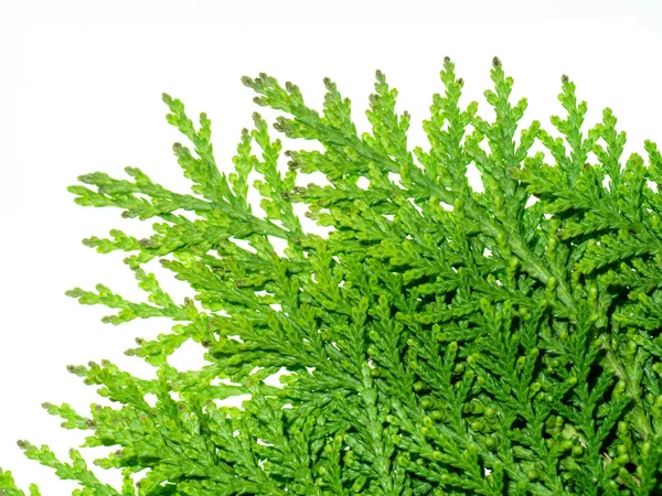 Folha verde de Chimese Arborvitae — Fotografia de Stock