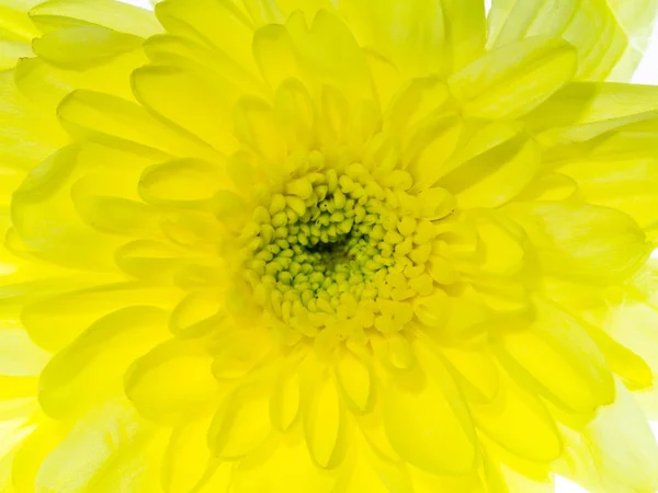 Gros plan Chrysanthème fleur . — Photo