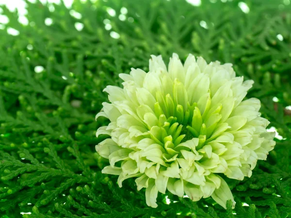 Bliska kwiat chryzantemy. — Zdjęcie stockowe