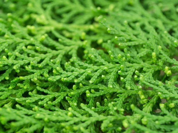 Green leaf of Chimese Arborvitae — Stock Photo, Image