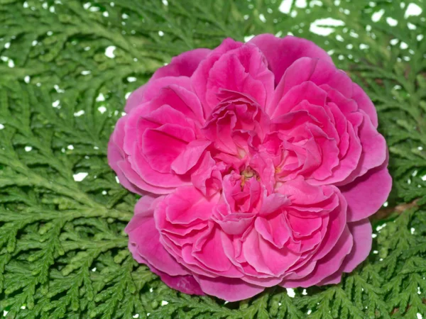 玫瑰花茶粉红色玫瑰花瓣 — 图库照片