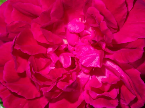 Rosa Rosenblätter für Rosentee — Stockfoto