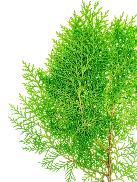 Gröna blad av Chimese Tuja — Stockfoto