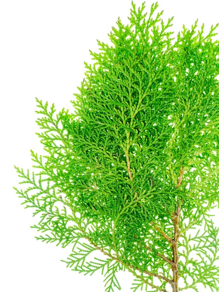 Zelený list Chimese Arborvitae — Stock fotografie