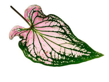 Caladium bicolor leaf. clipart
