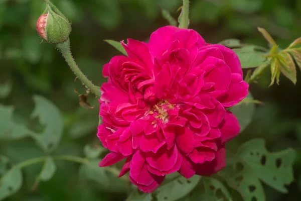 Pembe gül yaprakları gül çay için — Stok fotoğraf