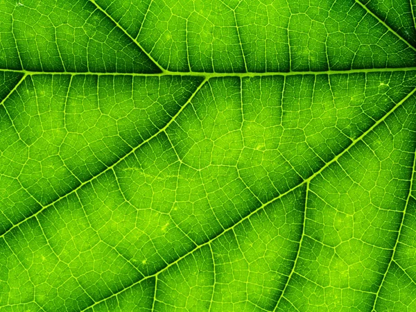 Zbliżenie zielony liść. — Zdjęcie stockowe