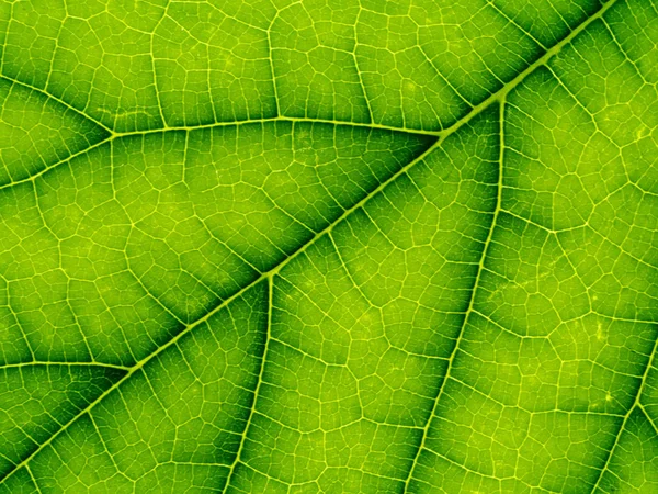 Close up green leaf wallpaper. — Stock Photo, Image