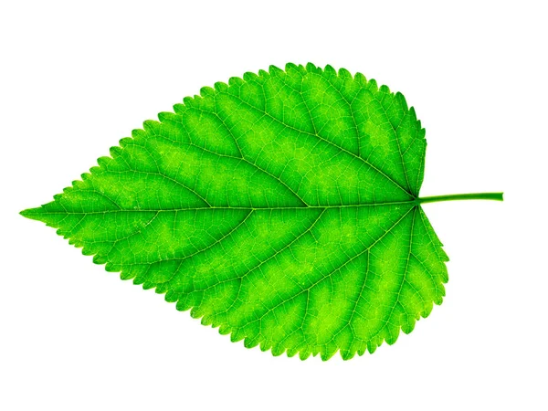 Close-up van groene leaf op witte achtergrond. — Stockfoto