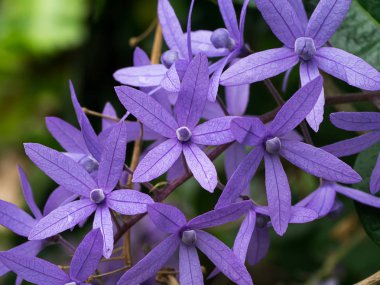 Mor çelenk çiçek.