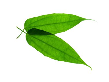 Defne clockvine yaprak