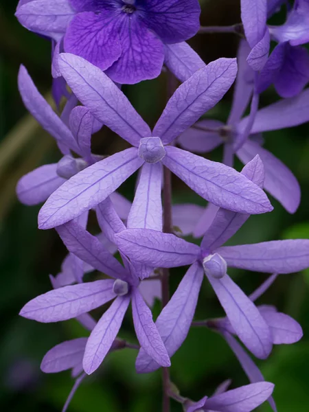 紫の花輪の花. — ストック写真