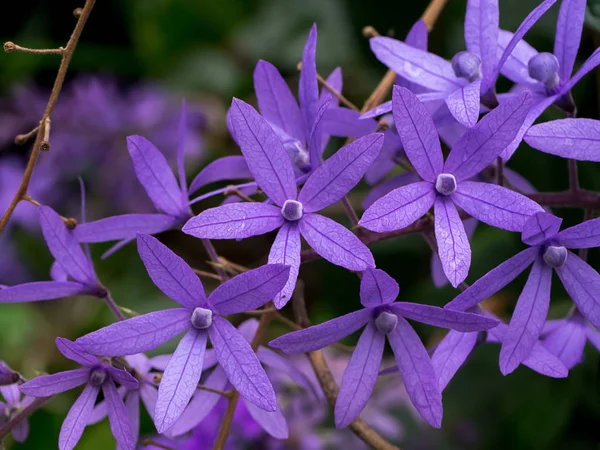 Fleur de couronne violette . — Photo