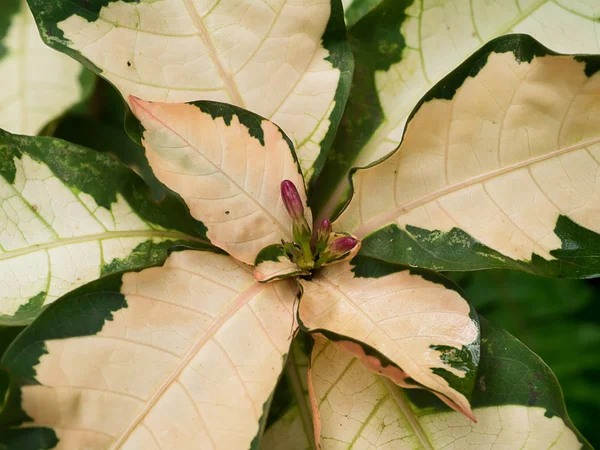Pseuderanthemum atropurpureum plant — Stock Photo, Image
