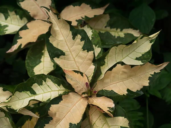 Impianto Pseuderanthemum atropurpureum — Foto Stock