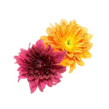 Kasımpatı çiçeği kadar kapatın.