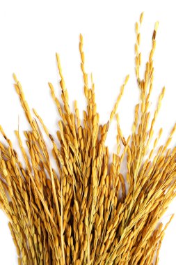 Beyaz arka planda çeltik pirinç.