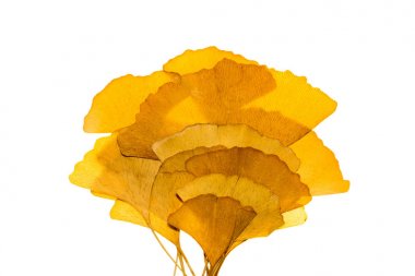 Kurutulmuş ginkgo bırakır