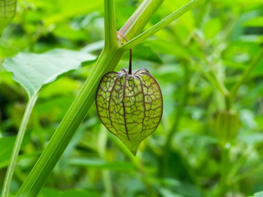 Hogweed veya zemin kiraz.