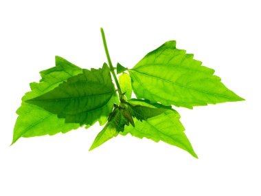 Acı çalı veya Siam ot.