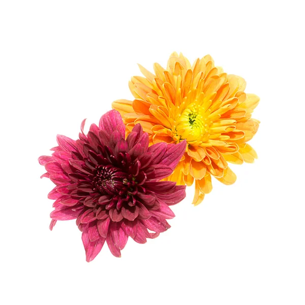 Chiudi il fiore di crisantemo . — Foto Stock