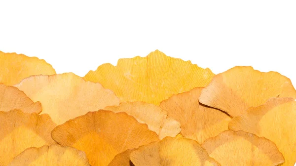말린된 은행나무 잎 — 스톡 사진