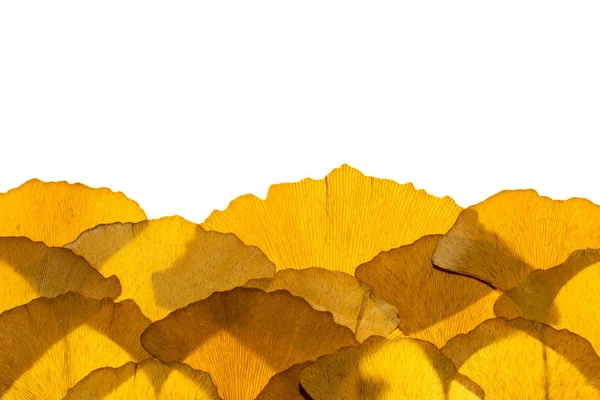 말린된 은행나무 잎 — 스톡 사진