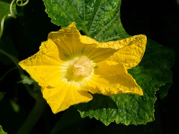 Gelbe Blume des Kürbisbaums — Stockfoto