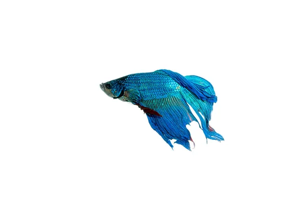 Siamese fighting fish — Stock Photo, Image