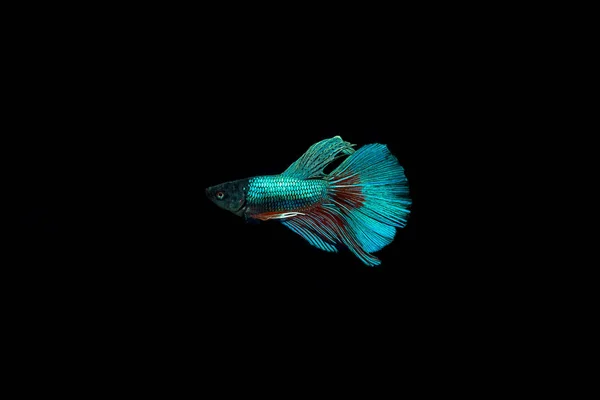 Siamese fighting fish — Stock Photo, Image