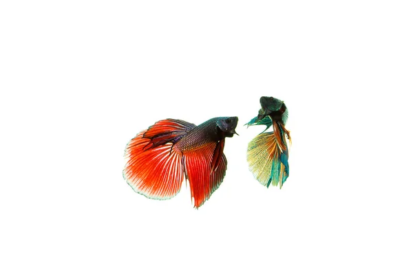 샴 싸우는 물고기 — 스톡 사진