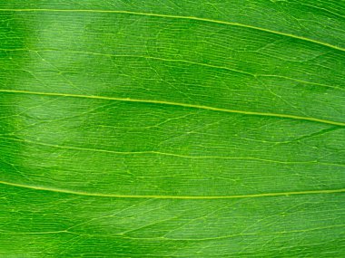 Earleaf akasya Earpod wattle bırakır.