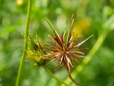 Cosmos tohum ağaç üzerinde.