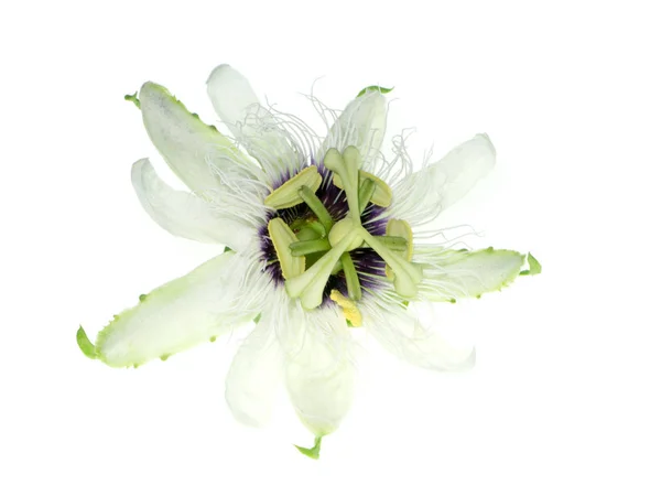 Close-up da flor do maracujá. — Fotografia de Stock