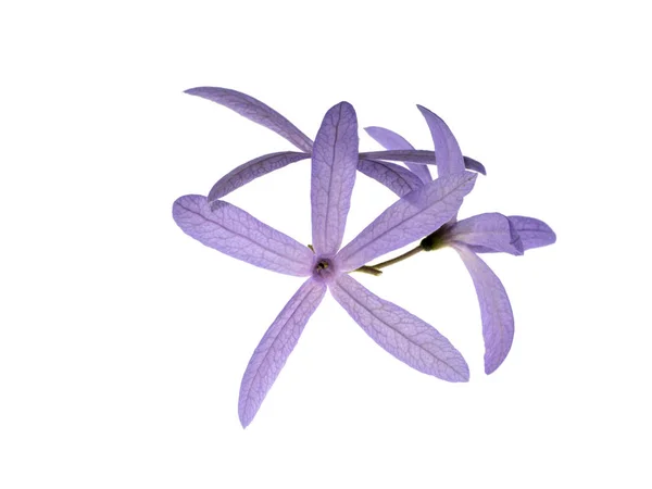 Fioletowy kwiat wieniec. — Zdjęcie stockowe